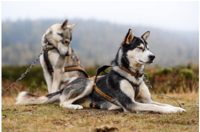 Høsttreff STS-Frivillig  8.-10. september